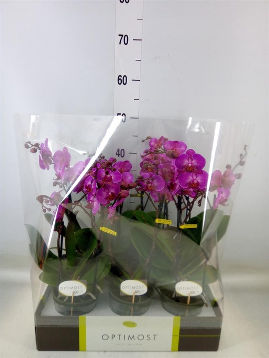 <h4>Phalaenopsis multi.   ...lilac</h4>