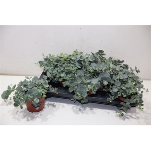 arr8 Sedum Sieboldii