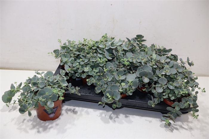 <h4>arr8 Sedum Sieboldii</h4>