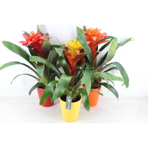 arr3 BS - Ker. Florence pot mix