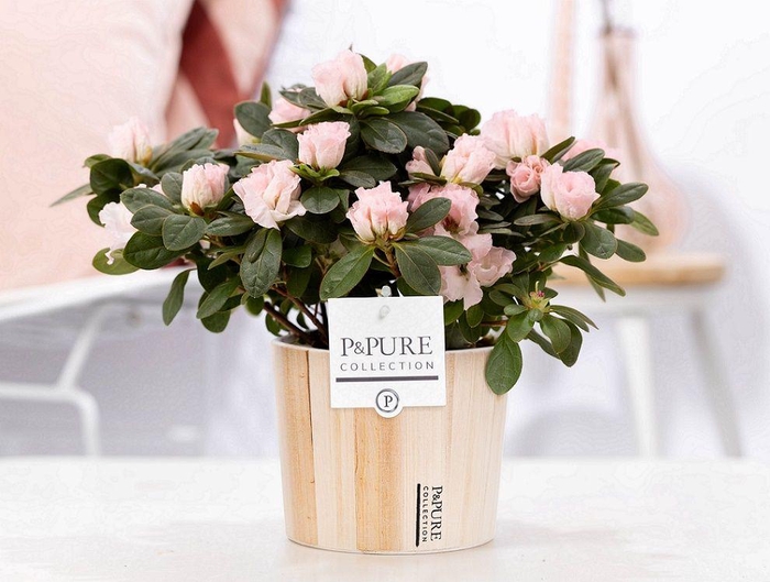 <h4>1st class Azalea pink in P&PURE Wood 5</h4>