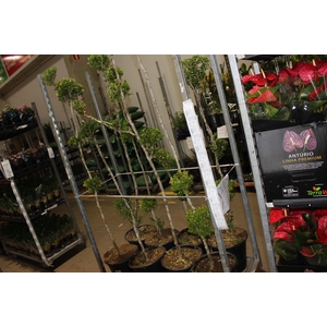 BUXINHO TRABALHADO P30 TOPIARIA 3 BOLAS