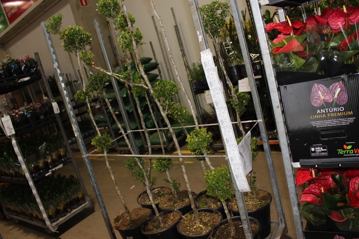 <h4>BUXINHO TRABALHADO P30 TOPIARIA 3 BOLAS</h4>