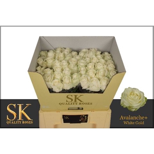 R Gr Avalanche White Super Sk