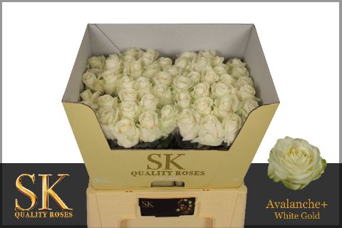 <h4>R Gr Avalanche White Super Sk</h4>