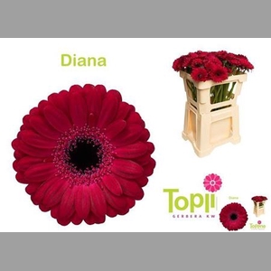 Ge Mi Diana