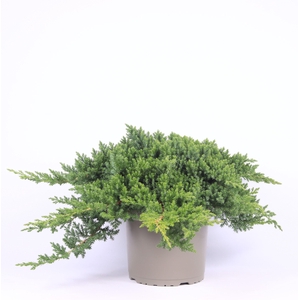 Juniperus procumbens 'Nana'