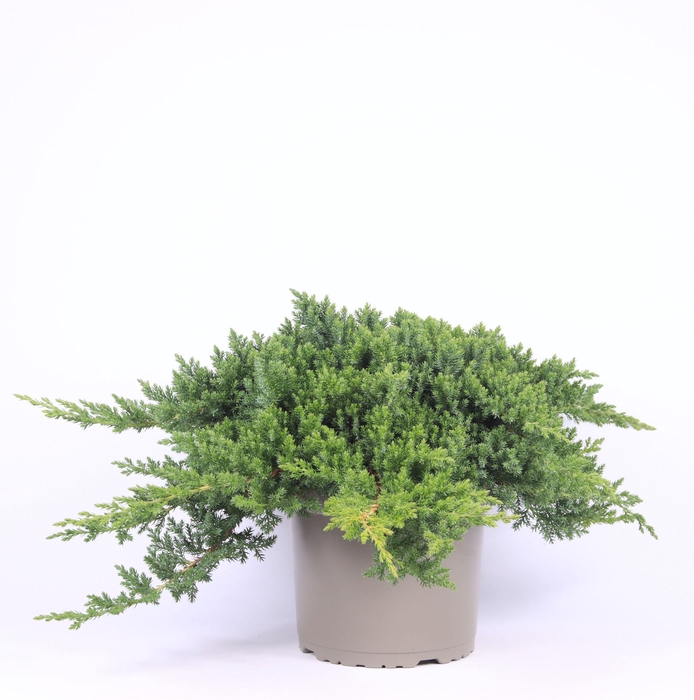 <h4>Juniperus procumbens 'Nana'</h4>