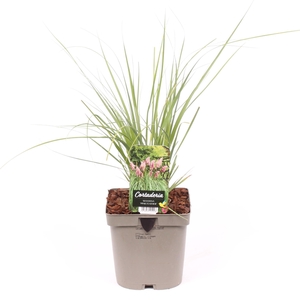 Cortaderia sell. 'Pink Feather'