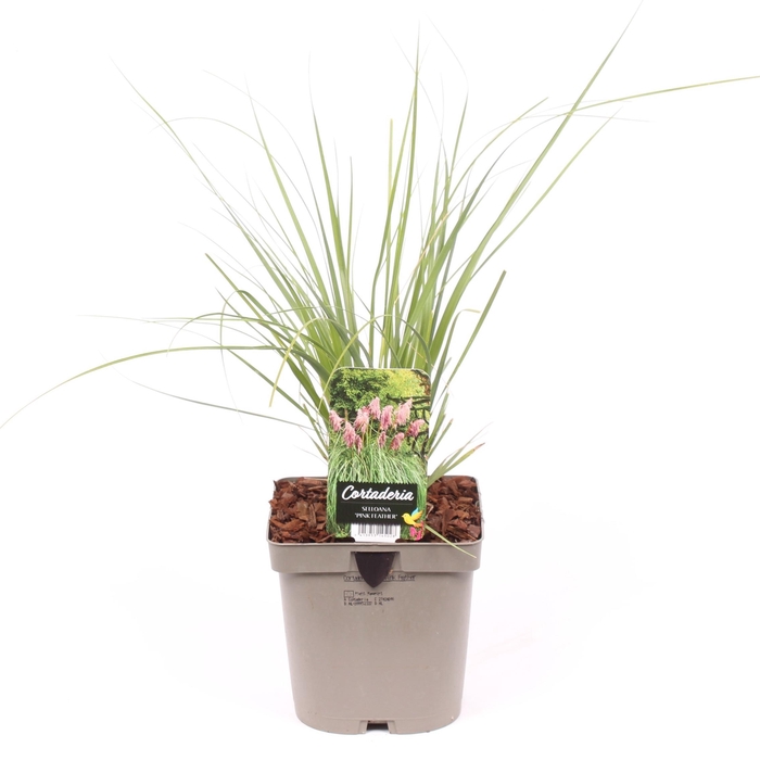 <h4>Cortaderia sell. 'Pink Feather'</h4>