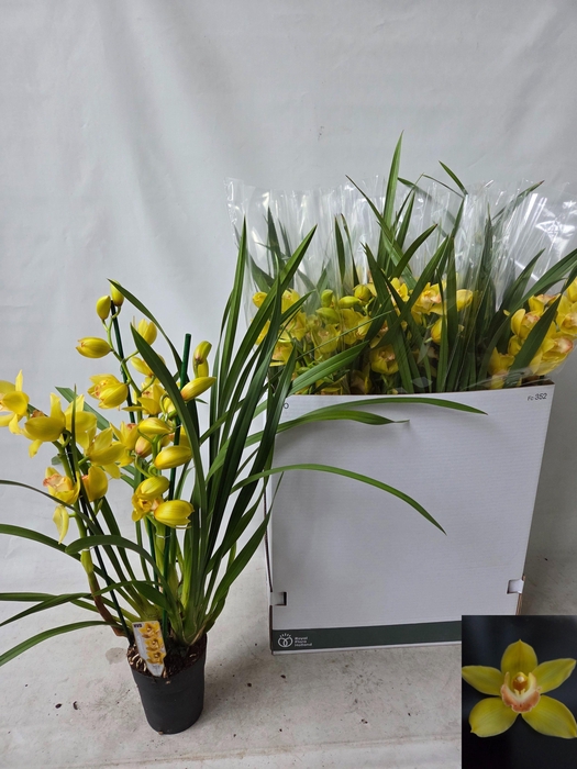 <h4>CYMB OVERIG</h4>