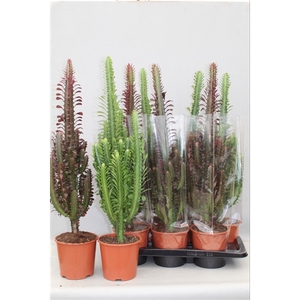 Trigona Mix Green/Rubra