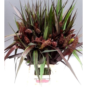 SETARIA IT RED JEWEL