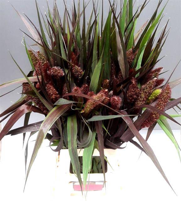 <h4>SETARIA IT RED JEWEL</h4>