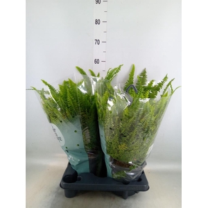 Nephrolepis exal. 'Green Lady'