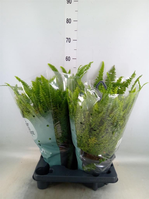 <h4>Nephrolepis exal. 'Green Lady'</h4>