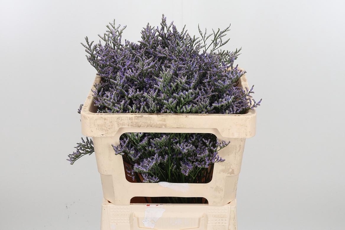 <h4>Lim Ov Skylight</h4>