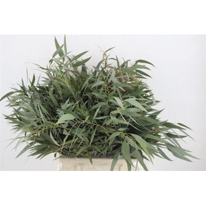 Euca Nicoly Short 150gr P Bunch