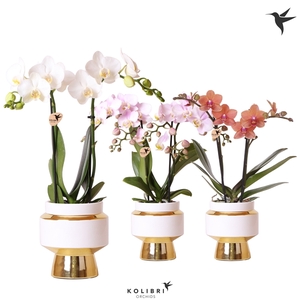 Kolibri Orchids Phalaenopsis mix 2 spike in Le Chic pot gold