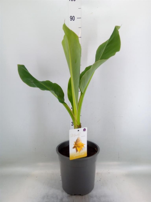 <h4>Musa basjoo</h4>