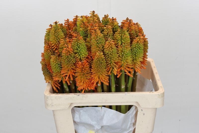 <h4>Kniphofia Eycone Peach</h4>