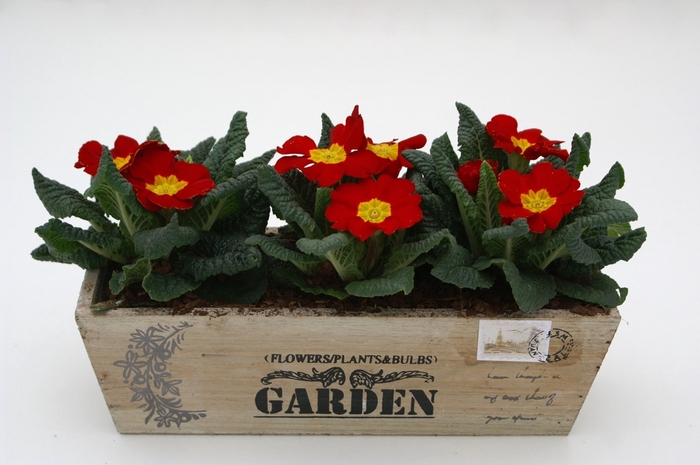 <h4>Primula Hout Kistje (3x Prim)</h4>