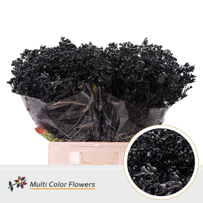 Chamelaucium Colored Wax Black