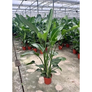 Strelitzia Nicolai p24 XXL