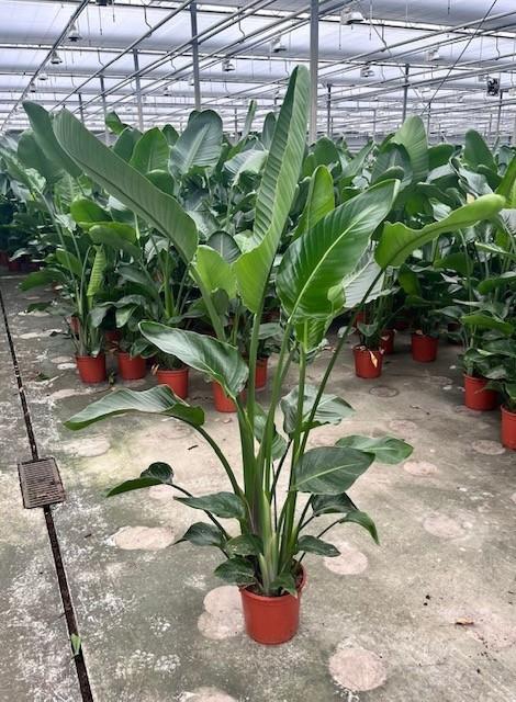 <h4>Strelitzia Nicolai p24 XXL</h4>