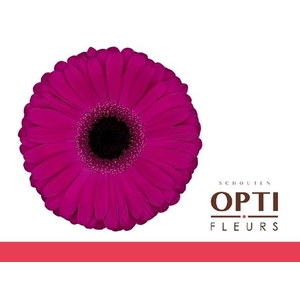 Gerbera Aladin
