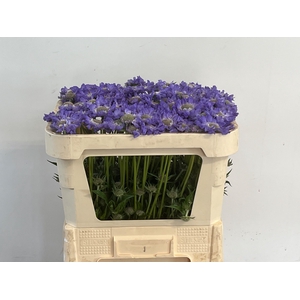 Scabiosa Staefa IJ Niet