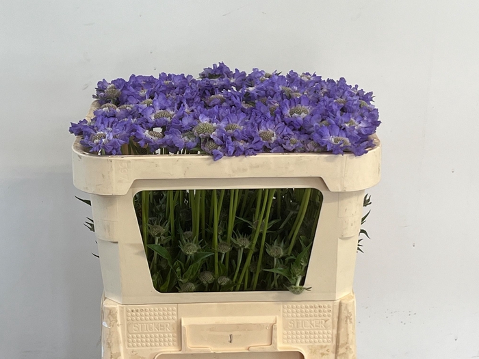 <h4>Scabiosa Staefa IJ Niet</h4>
