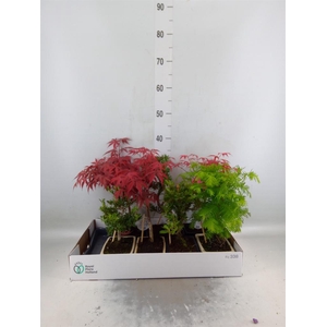 Bonsai   ...mix