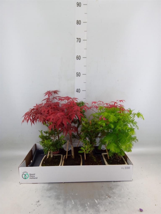 <h4>Bonsai   ...mix</h4>