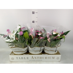 Anthurium  'Zizou'