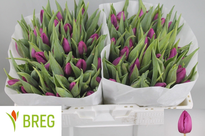 <h4>TU EN PURPLE PRINCE</h4>