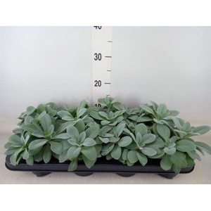 Senecio cephal. 'Mountain Fire'