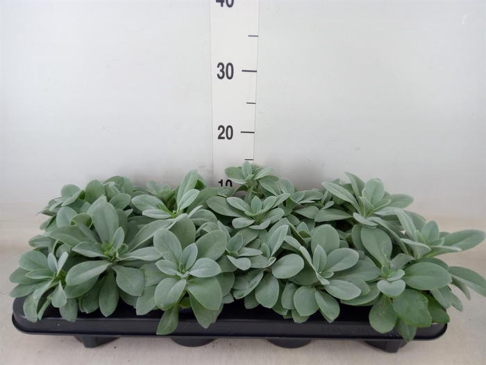 <h4>Senecio cephal. 'Mountain Fire'</h4>