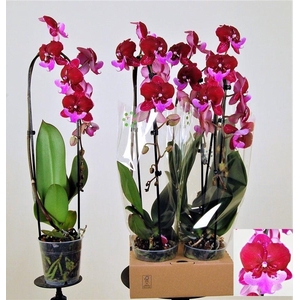 Hot Kiss cascade 1 tak