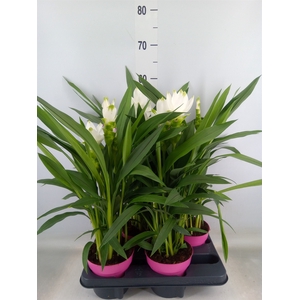Curcuma alism. 'Siam Sisto'