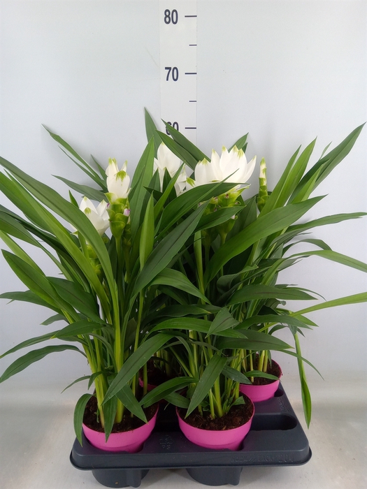 <h4>Curcuma alism. 'Siam Sisto'</h4>
