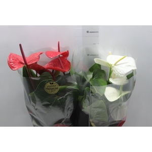 ANTHURIUM VARIADO P17 PREMIUM