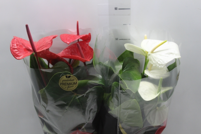 <h4>ANTHURIUM VARIADO P17 PREMIUM</h4>