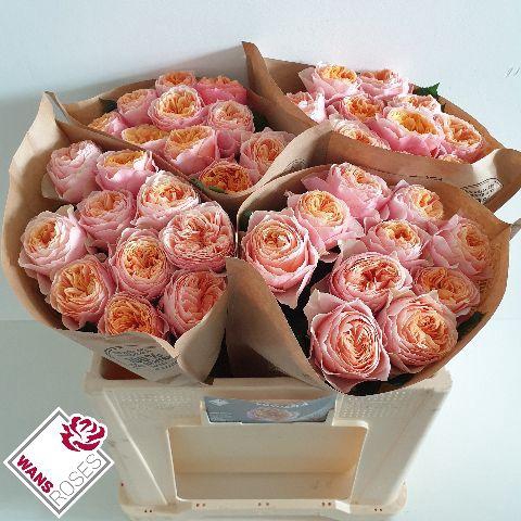 <h4>R GR VUVUZELA .</h4>