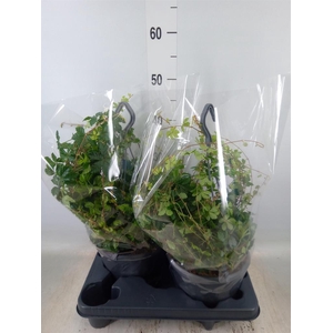 Parthenocissus  'Sugar Vine'