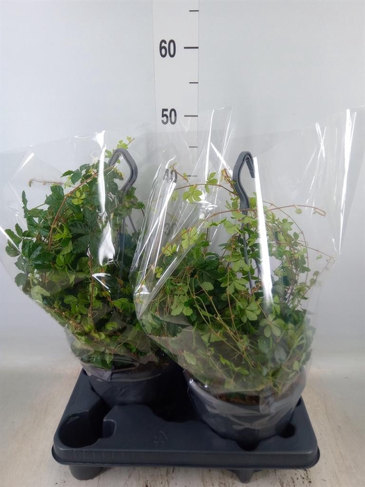 <h4>Parthenocissus  'Sugar Vine'</h4>