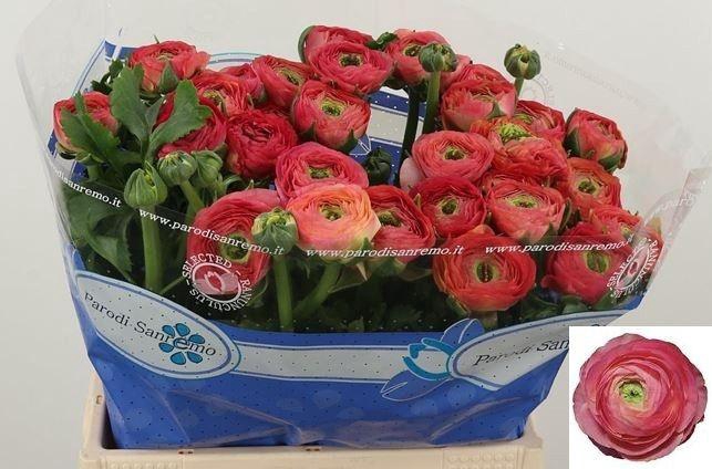 <h4>RAN SU FRAGOLINO</h4>