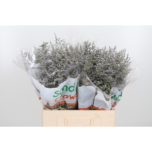 Limonium Misty Blue