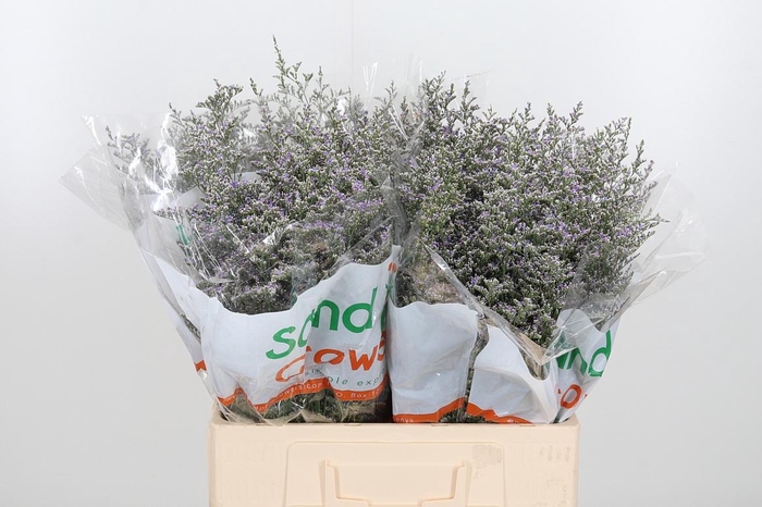 <h4>Limonium Misty Blue</h4>