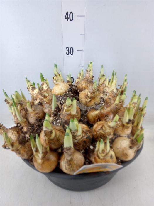 <h4>Narcissus   ...</h4>